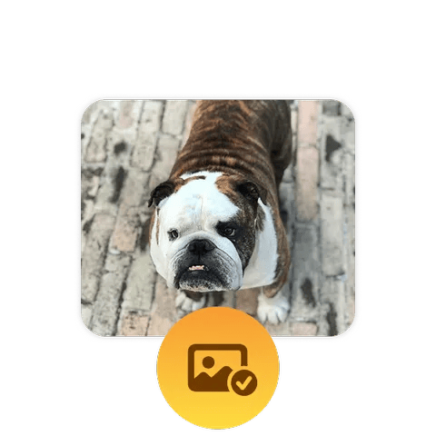 Step 1 - Pick a photo of your pet